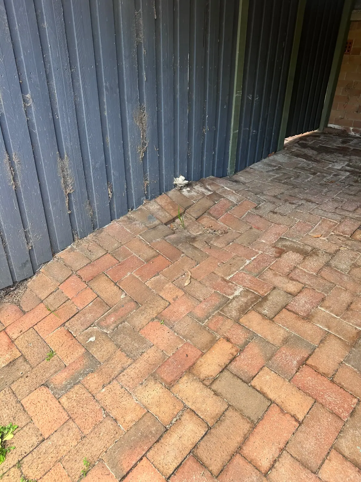 A close view of pavers lifted by tree roots beside the carport fence